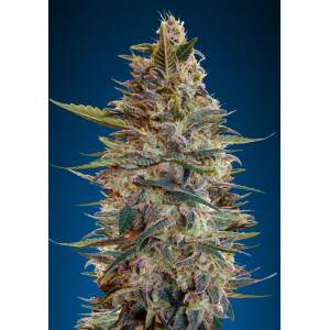 Advanced Seeds Auto Bluediesel