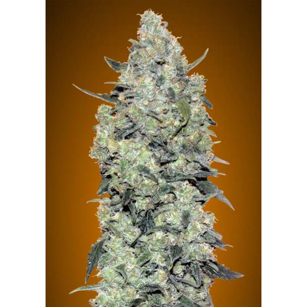 Advanced Seeds Auto Critical Mass