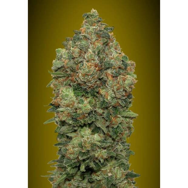 Advanced Seeds Auto Critical Soma