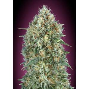 Advanced Seeds Auto Gelato #33