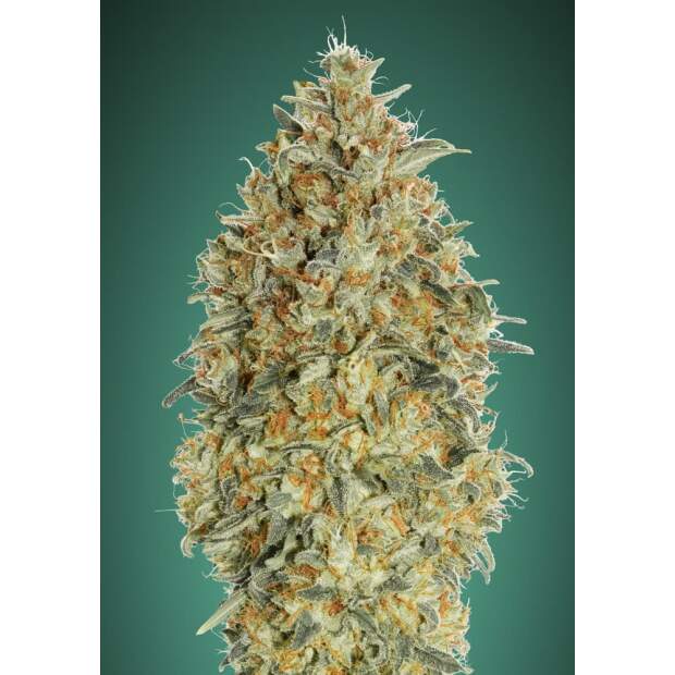 Advanced Seeds Auto Gorilla Blue