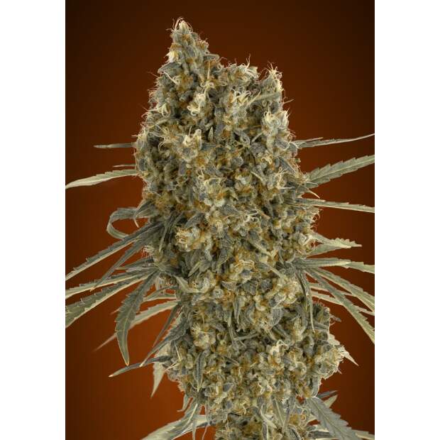 Advanced Seeds Auto Jack Herer