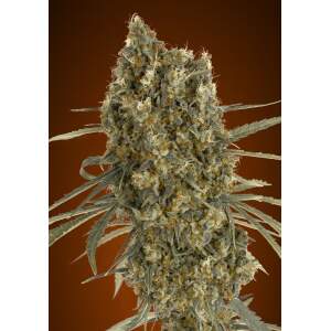 Advanced Seeds Auto Jack Herer