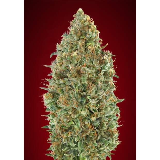 Advanced Seeds Auto Kaya 47