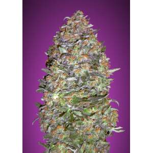 Advanced Seeds Auto NYC Diesel