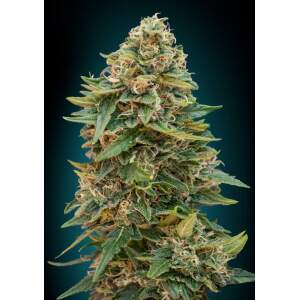 Advanced Seeds Auto Skunk 47