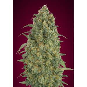 Advanced Seeds Auto Strawberry Gum