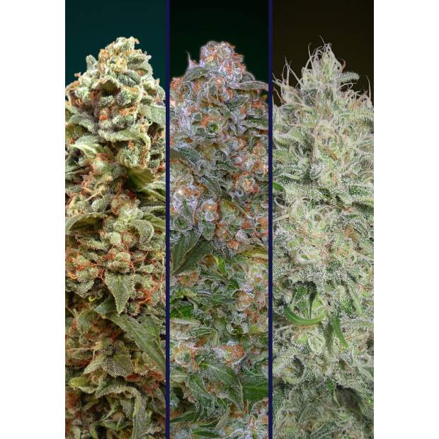 Advanced Seeds Feminized Collection #4