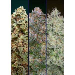 Advanced Seeds Feminized Collection #4