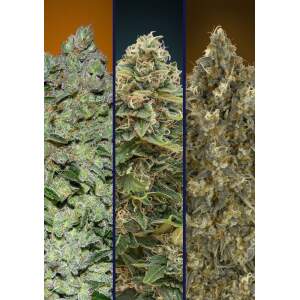 Advanced Seeds Automatic Collection #3