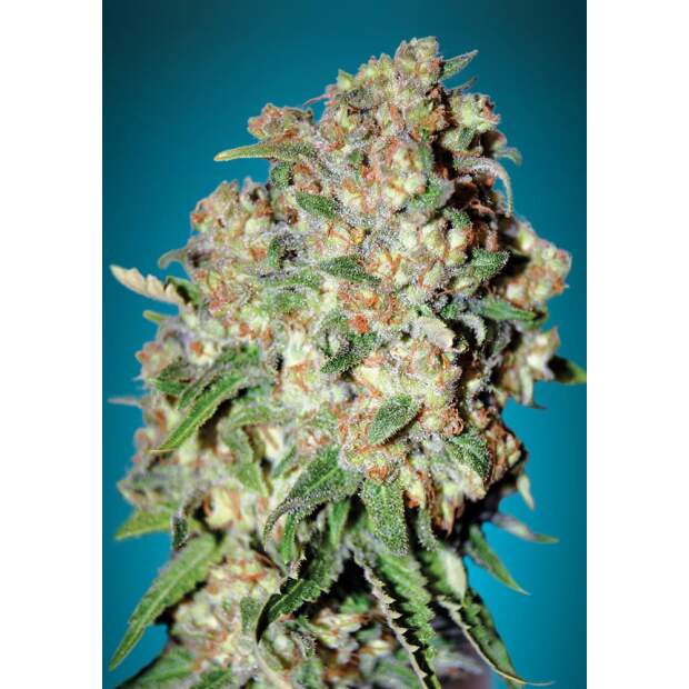 Advanced Seeds Critical