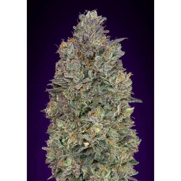 Advanced Seeds Critical Purple Kush