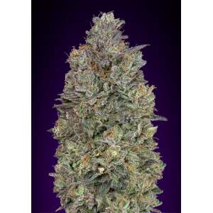 Advanced Seeds Critical Purple Kush