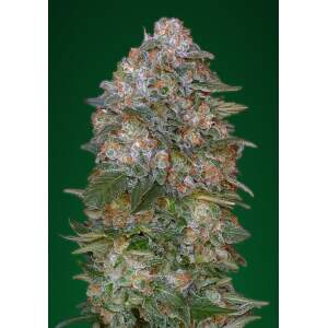 Advanced Seeds Critical Soma