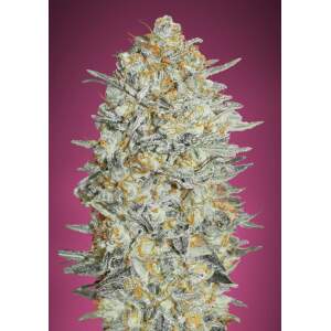 Advanced Seeds Gelato #33