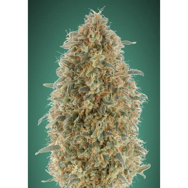Advanced Seeds Gorilla Blue