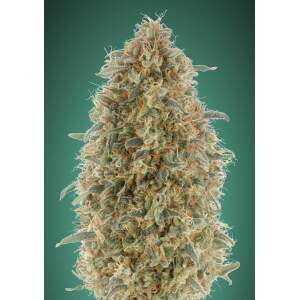 Advanced Seeds Gorilla Blue