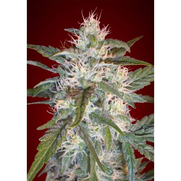 Advanced Seeds Kaya 47