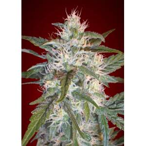 Advanced Seeds Kaya 47
