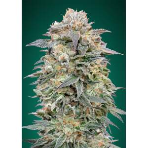 Advanced Seeds Shark Widow CBD