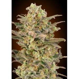 Advanced Seeds Somango Glue