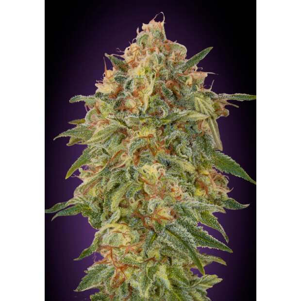 Advanced Seeds Zkittlez