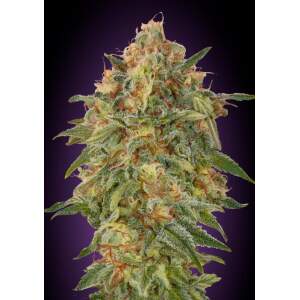 Advanced Seeds Zkittlez