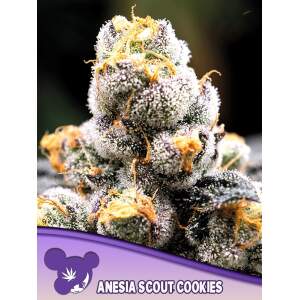 Anesia Seeds Anesia Scout Cookies
