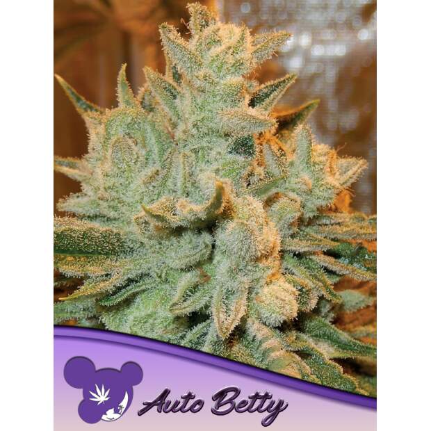 Anesia Seeds Auto Betty