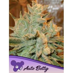 Anesia Seeds Auto Betty