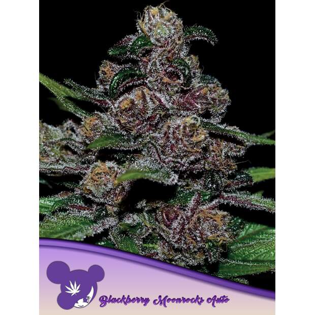 Anesia Seeds Auto Blackberry Moonrocks