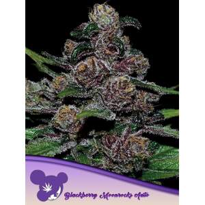 Anesia Seeds Auto Blackberry Moonrocks