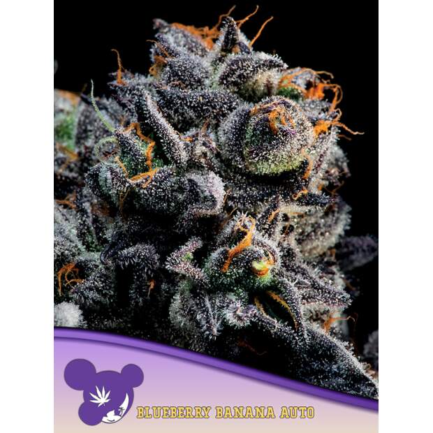 Anesia Seeds Auto Blueberry Banana