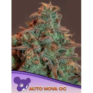 Anesia Seeds Auto Nova OG
