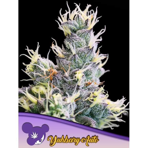 Anesia Seeds Auto Yuhbary