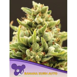 Anesia Seeds Banana Kush Auto