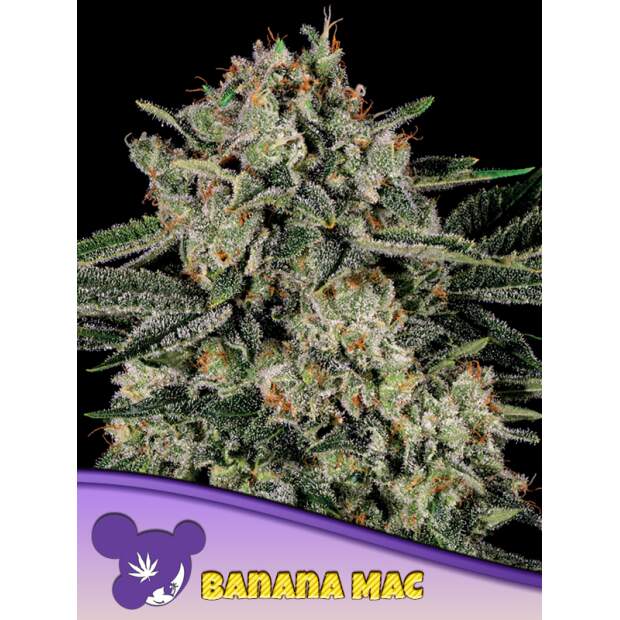 Anesia Seeds Banana Mac