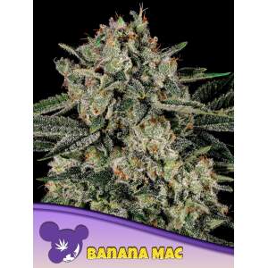 Anesia Seeds Banana Mac