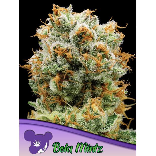 Anesia Seeds Bola Mintz
