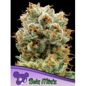 Anesia Seeds Bola Mintz