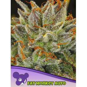 Anesia Seeds Fat Monkey Auto