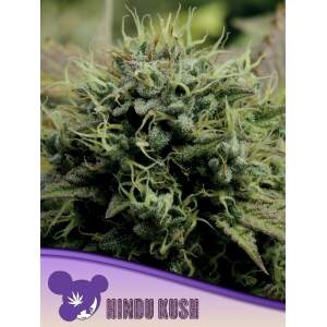 Anesia Seeds Hindu Kush
