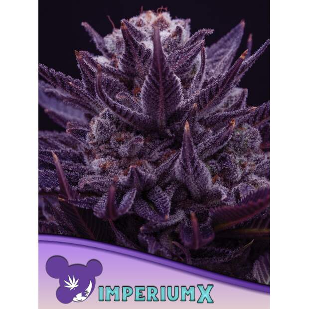 Anesia Seeds Imperium X