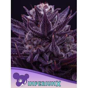Anesia Seeds Imperium X