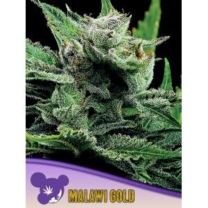 Anesia Seeds Malawi Gold