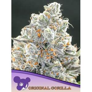 Anesia Seeds Original Gorilla #4