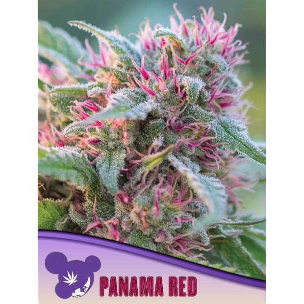 Anesia Seeds Panama Red