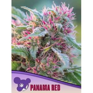 Anesia Seeds Panama Red