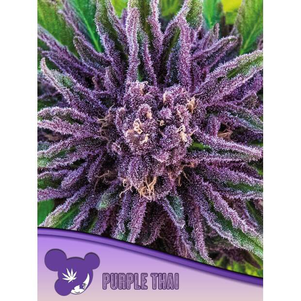 Anesia Seeds Purple Thai