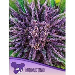 Anesia Seeds Purple Thai